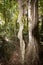 Massive forest trees in the Wilson River Reserve, Western Australia