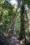 Massive forest trees in the Wilson River Reserve, Western Australia