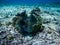 A massive Giant clam (Tridacna gigas) grows on the seafloor with corals rubble in Raja Ampat, West Papua, Indonesia.