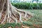 The massive gray roots of the tree go to the ground covered with green grass