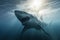 Massive Great White shark beneath the ocean waves