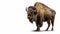 Massive head and powerful build Buffalo on isolated white background