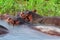 Massive Hippos in the water next to shore