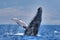 Massive humpack whale beginning a breach on Maui.