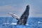 Massive humpback whale breaching with fin extended on Maui.