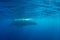 Massive Humpback Whale at Surface of Atlantic Ocean