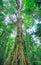 Massive jungle tree, Costa Rica