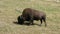 A massive male bison grazing in the yukon territories