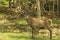 A massive Male Elk with horns