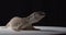 Massive monitor lizard is picking up food from the floor and showing its tongue