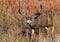 A Massive Mule Deer Buck in a Field During Autumn