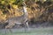 Massive non typical whitetail buck making rub on tree branch during the rut while lip curling