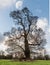 Massive oak tree in semi silhouette in winter