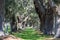 Massive Oaks Around Grassy Lane