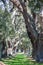 Massive Oaks and Grassy Lane