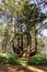 Massive Octopus Tree, Cape Meares, Oregon, USA