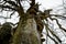 Massive old european beech (fagus sylvatica)