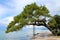 Massive old tree leaning over traditional stone tiles sidewalk next to sea supported with metal frame surrounded with trees and