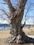 Massive old Willow tree on Otisco Lakeshore