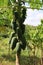 Massive papaya trees Holland papayas are grown in organic vegetable gardens.