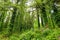 Massive pine trees with ivy growing on their trunks. Impressive green woodlands of Killarney National Park, Ireland