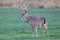 Massive racked whitetail buck