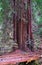 Massive Redwood Tree by Old Bridge