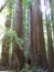 The massive redwood trees of California