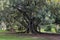 Massive roots of a tree moreton bay fig