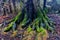 The massive roots of the tree in the rocks