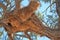Massive sociable weaver nest in large tree, Etosha