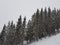 Massive spruce tree field in winter as the snow is falling down