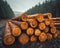 A massive stack of chopped tree logs in the woods, deforestation and logging picture