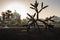 A massive steel sculpture of cactus on a black lava beach in Los Cristianos, Tenerife, Canary Islands, Spain