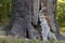 Massive stem of venerable tree is photographed from below against the blue sky. Maksym Zaliznyak\'s oak is the most famous Ukrainia