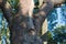 Massive stem of venerable tree is photographed from below against the blue sky. Maksym Zaliznyak\'s oak is the most famous Ukrainia