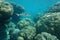 Massive stony corals underwater with a shark