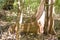 Massive tabular primary rainforest tree roots, Tangkoko National Park, Sulawesi, Indonesia