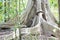 Massive tabular primary rainforest tree roots, Tangkoko National Park, Sulawesi, Indonesia