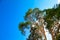 Massive tall old pine tree on a blue cloudless sky.