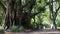 A massive tree with large roots in botanic park