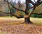 Massive tree in the park