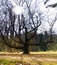 Massive Tree & Sunshine