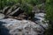 Massive tree trunk blocks the Potomac River