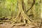 Massive trees, Amber Mountain National Park, Madagascar