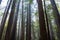 Massive Trees in Old-Growth Redwood Forest