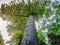 Massive trunk crowded with small thorns of a Kapok Tree