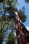 Massive trunk of Giant sequoia, also called Giant redwood or Sierra redwood, latin name Sequoiadendron giganteum.