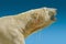 Massive wet polar bear head isolated at gradient blue sky background during sunset, adult, male, closeup, details