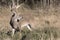 Massive Whitetail Buck in side view